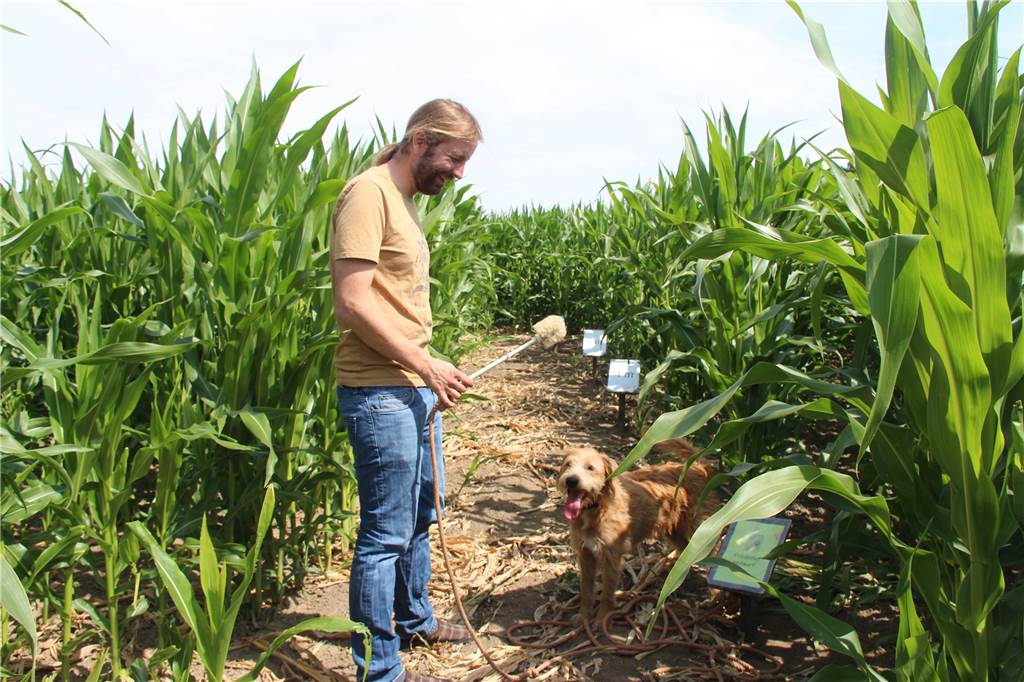 Maislabyrinth for Future: Das ist dieses Jahr Thema im Maisfeld von Hof Lünemann Benedikt Lünemann und Hund Caspar beim Klobürstenweitwurf. Auch Hunde sind im Maisfeld willkommen.