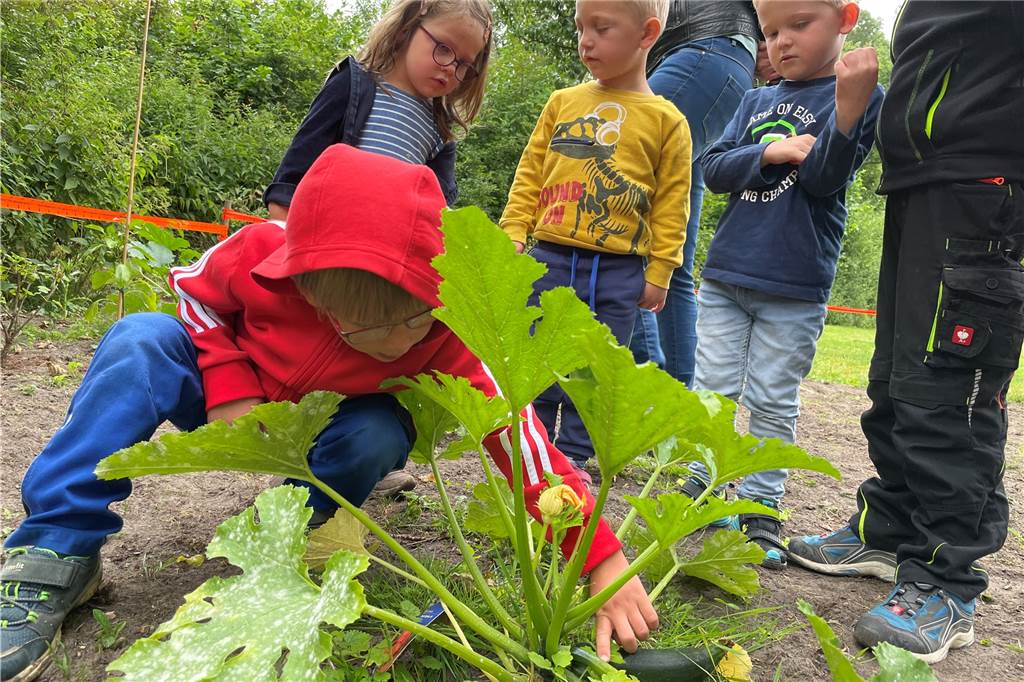 Acker im Stadtpark Südkirchen: Kita-Kinder ernten ihr Gemüse jetzt selbst Benedikt prüft, ob die Zucchini reif ist, aber sie darf noch ein bisschen weiter wachsen.