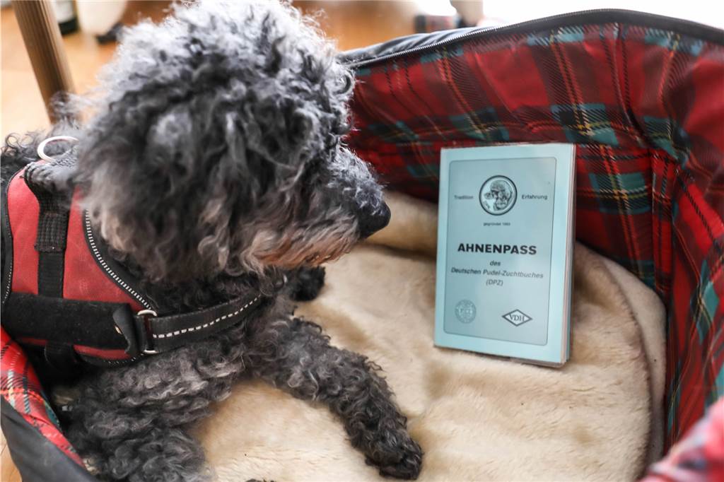 Der 19-jährige Benny ist wohl Dortmunds ältester Hund Benjamin von Sonnenhang kann sein Alter und seine Herkunft als Rassehund schriftlich belegen.
