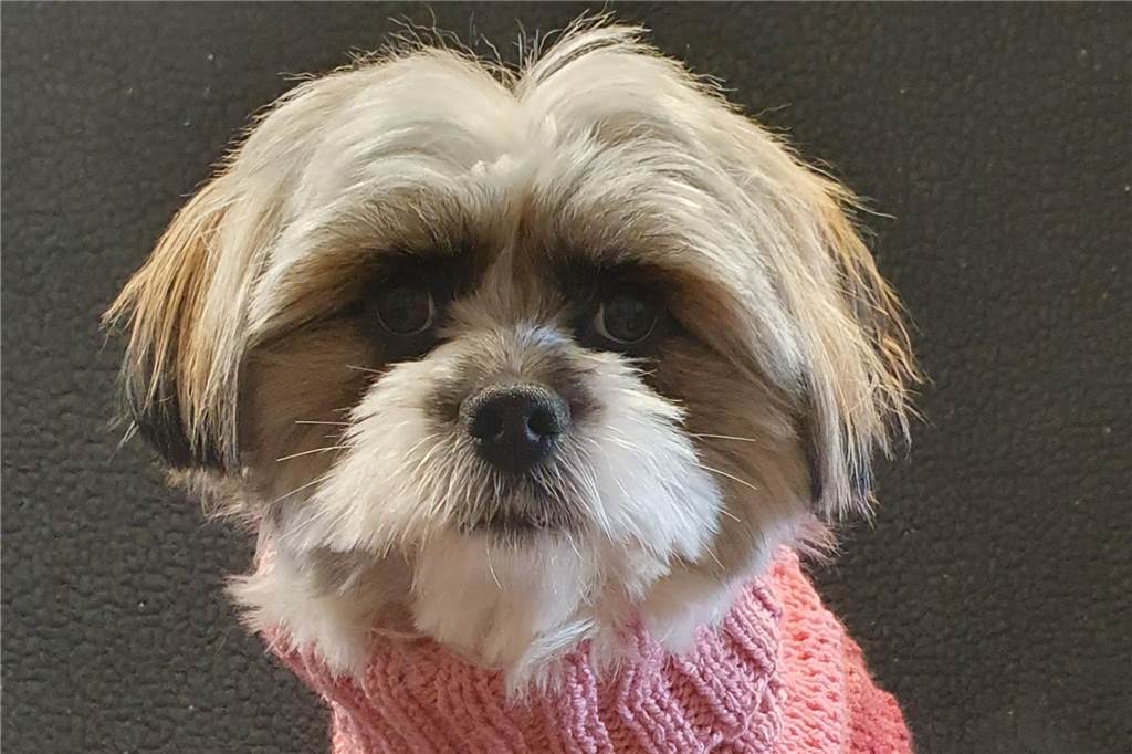 Mehr Wärme für Vierbeiner: Herbernerin (61) strickt Pullover für Hunde Benji ist ganz begeistert von seinen Strickpullovern.