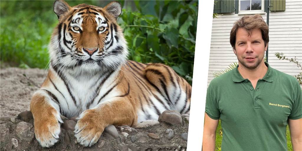 Bernd Borgmann (Safari-Wohlfühlhof) mit Tiger