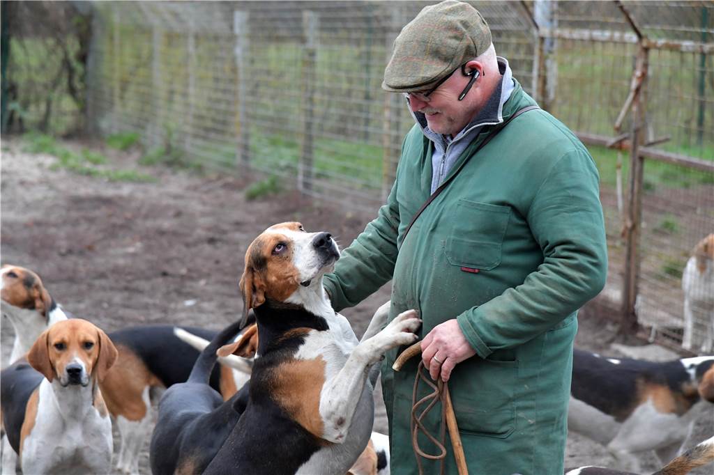 Meute aus Cappenberg: Wo Reiter mit 37 Hunden auf die Jagd gehen Bernd Funke aus Hamm ist im sogenannten Kennel der Meute Cappenberg. Als Huntsman ist es seine Aufgabe, die Meute-Hunde zu trainieren. Zurzeit kommt er jeden Tag zur Anlage.
