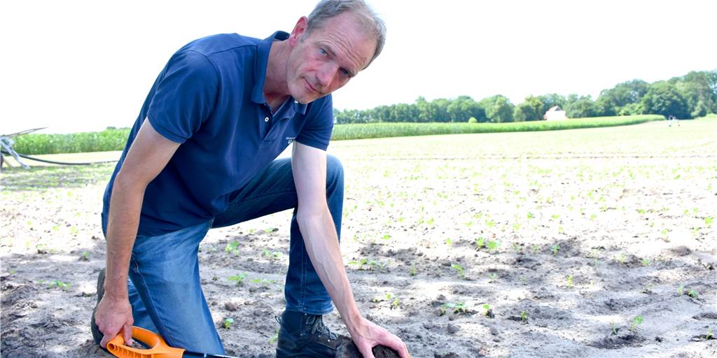 Südlohner Landwirt setzt für Gemüseanbau auf 100 Hektar auf Grundwasser Bernd Schulze Wehninck zeigt auf seinem Acker im Eschlohn, wie der Boden für das Gemüse aussehen muss: Knapp unter der Oberfläche ist er – trotz des geringen Niederschlags – komplett feucht. Dafür zapft der Landwirt das Grundwasser an.