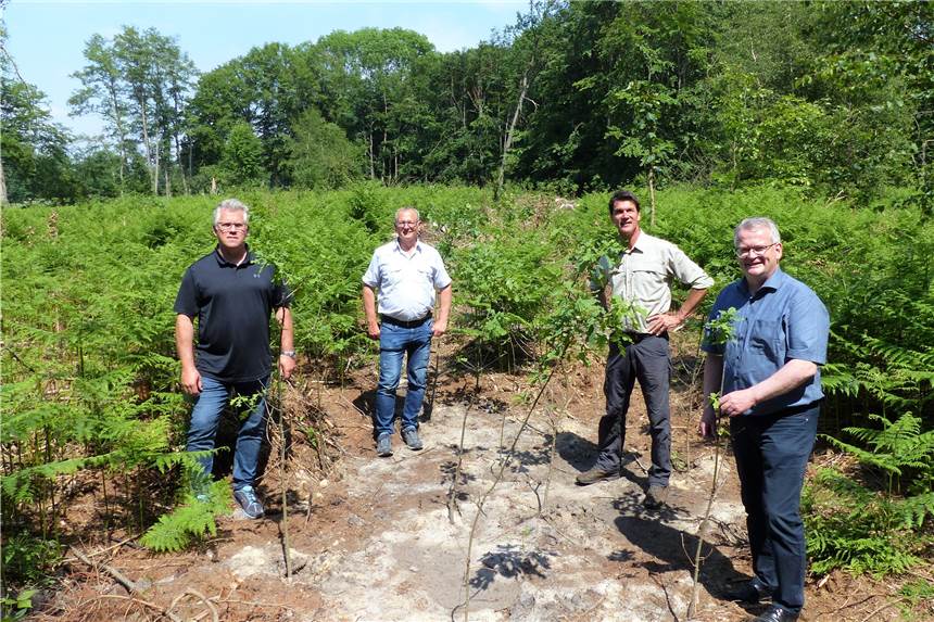 Waldstück vertrocknete: Fast 900 neue Bäume für Raesfeld Bernhard Kösters und Bernd Roters vom Raesfelder Bauamt, Revierförster Holger Eggert und Bürgermeister Martin Tesing besichtigen gemeinsam die aufgeforstete Fläche am Schulten Matt.