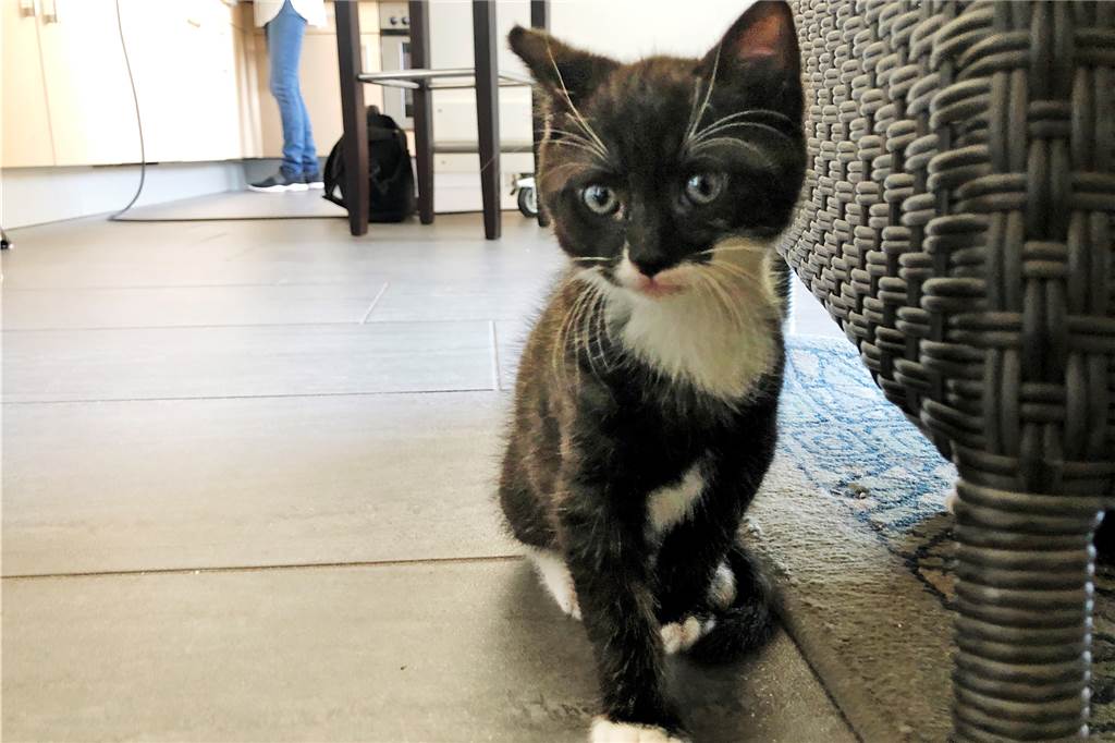 Katzenbabys zwischen Strohballen entdeckt – Sandra Wullers zog sie auf Bert geht auf Entdeckungstour in der Wohnung der Familie Wullers.
