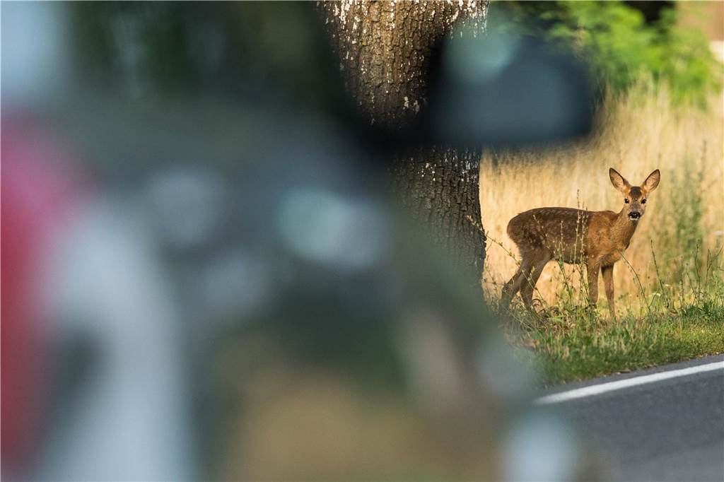 Erhöhtes Wildunfall-Risiko: Tiere werden jetzt aktiver - Hegering warnt Reh