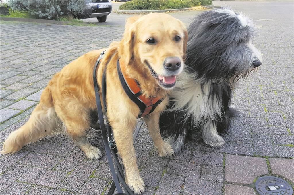 Giftköder-Verdacht: Familie Meyer trauert um Hündin Leia – qualvoller Tod nach Spaziergang Beste Freunde: Leia und Winnie, die Familienhunde im Hause Meyer.
