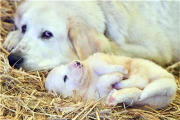 Betroffen vom Milbenbefall sind meistens junge Hunde unter 18 Monaten. Foto: Patrick Pleul