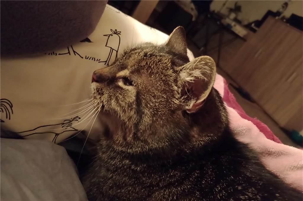 Eine Katze schläft.