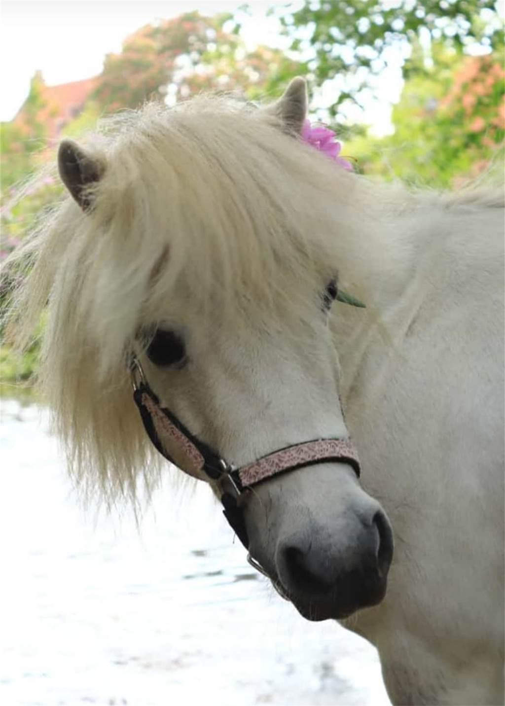 Tierquälerei: Pony Betty wurde mit Schlinge um den Hals an Tränke gebunden Betty ist etwa 16 Jahre alt und lebt mit einem zweiten Pony zusammen.