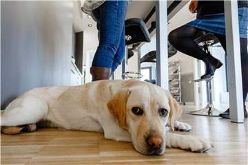Bevor Arbeitnehmer ihren Hund einfach ins Büro mitnehmen, sollten sie erstmal ihre unmittelbaren Vorgesetzten fragen. Foto: Markus Scholz