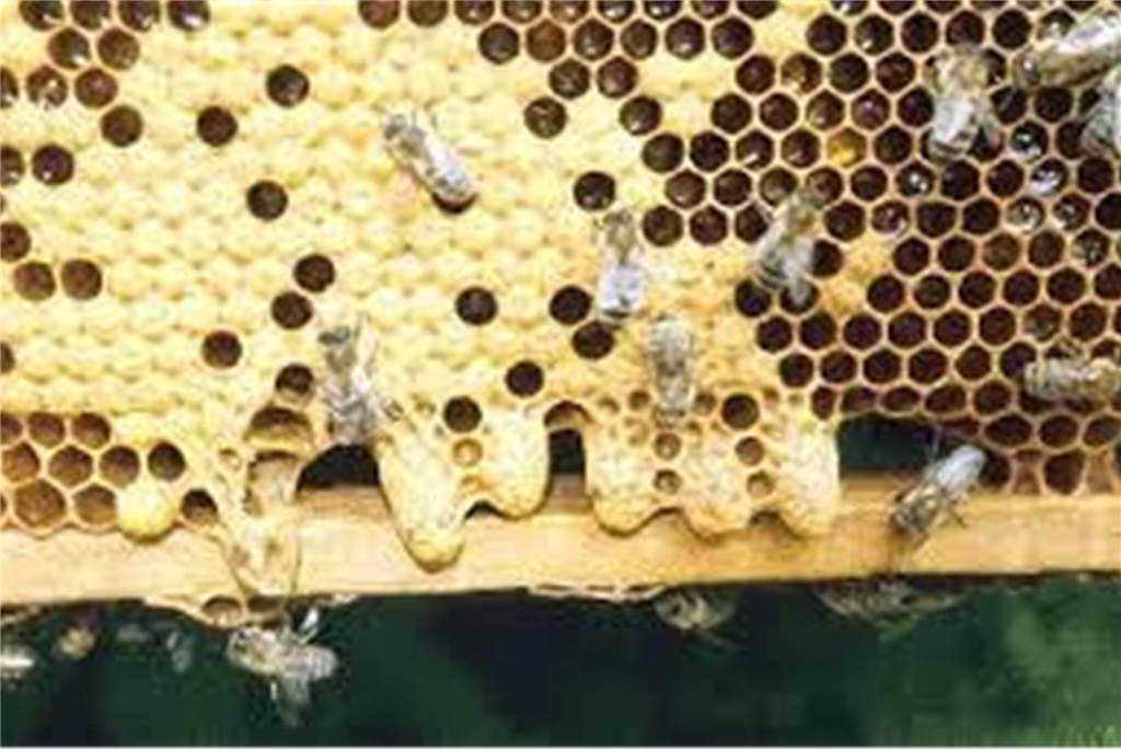 Mit Video: Legdener Hobbyimker wird Zeuge eines riesigen Bienenspektakels Bevor es zum Bienenschwärmen kommt, legen Arbeiterbienen Weiselzellen an, in die die Königin Eier legt.