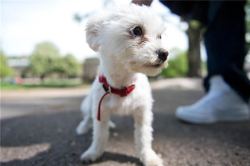 Bevor man auf den Hund des Nachbarn aufpasst, sollte man erfragen, ob man über die Haftpflichtversicherung für Tierhalter mitversichert ist. Foto: Daniel Naupold