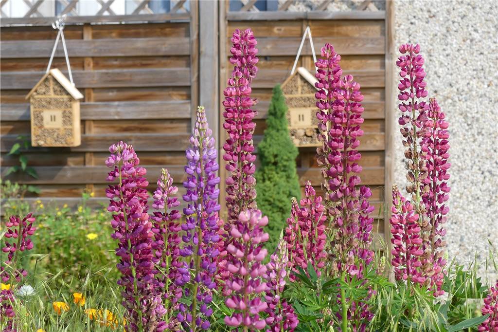 Nach Covid-Erkrankung: „Mein Garten hilft mir dabei, gesund zu werden“ Bienenhotels hängen am Zaun: Dieser Garten ist insektenfreundlich.