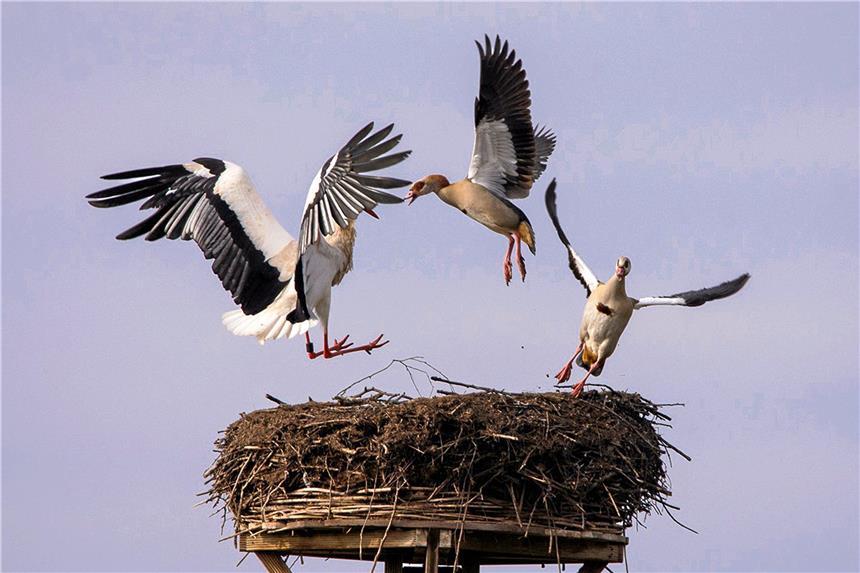 Störche müssen sich gegen Nilgänse zur Wehr setzten Störche müssen sich gegen Nilgänse zur Wehr setzten