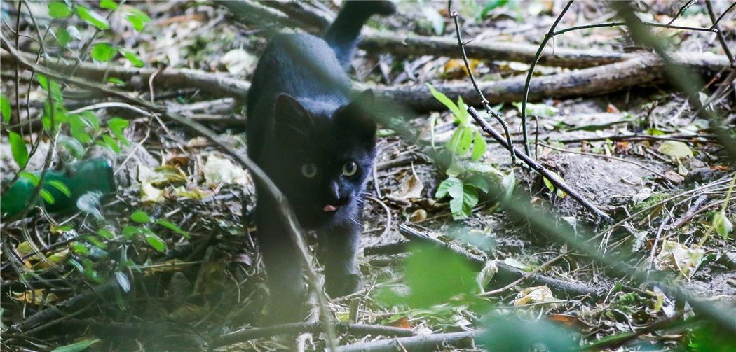 Neuer Anlauf für Katzen-Kastrationspflicht in Dortmund Neuer Anlauf für Katzen-Kastrationspflicht in Dortmund