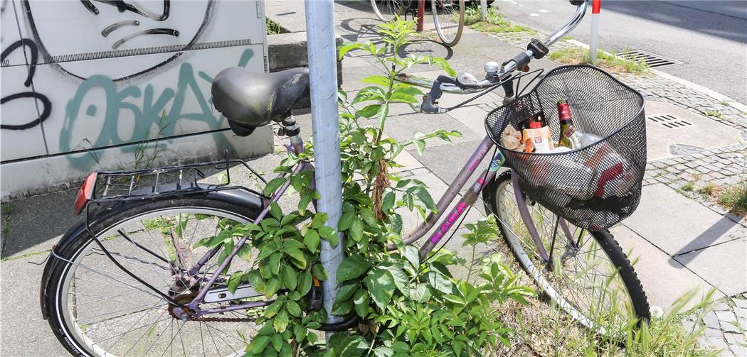 Vom Schrott-Rad wird nur der Fahrradkorb geleert Vom Schrott-Rad wird nur der Fahrradkorb geleert