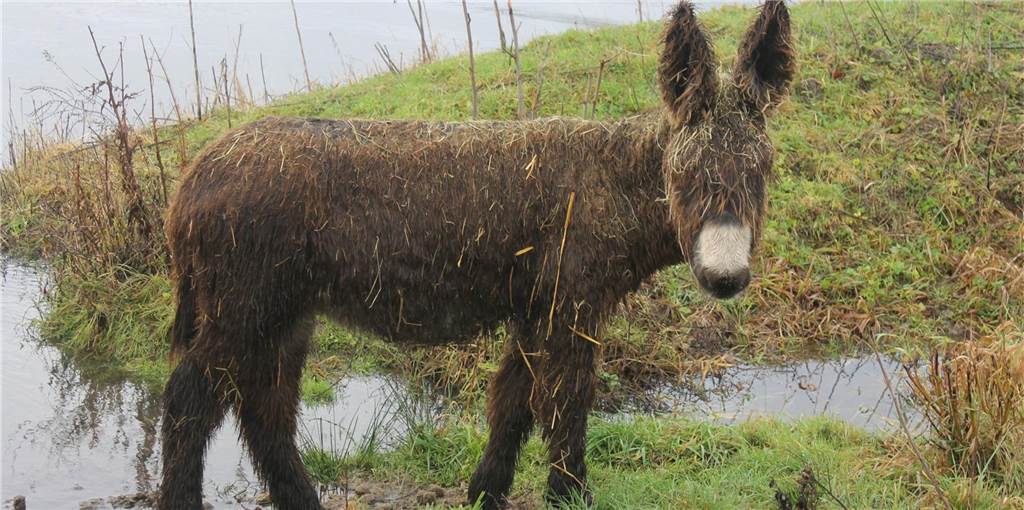 Festtagsspaziergang machen, wo Ochs und Esel gerne zuhause sind