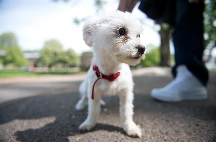 Alter Ratsbeschluss: Hundesteuer steigt am 1. Januar Alter Ratsbeschluss: Hundesteuer steigt am 1. Januar