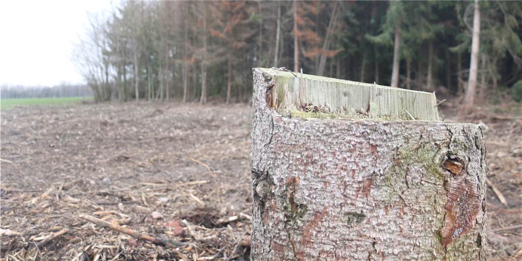 Sturm Friederike vor einem Jahr: Geschwächter Wald muss sich für schwere Zeiten wappnen Sturm Friederike vor einem Jahr: Geschwächter Wald muss sich für schwere Zeiten wappnen