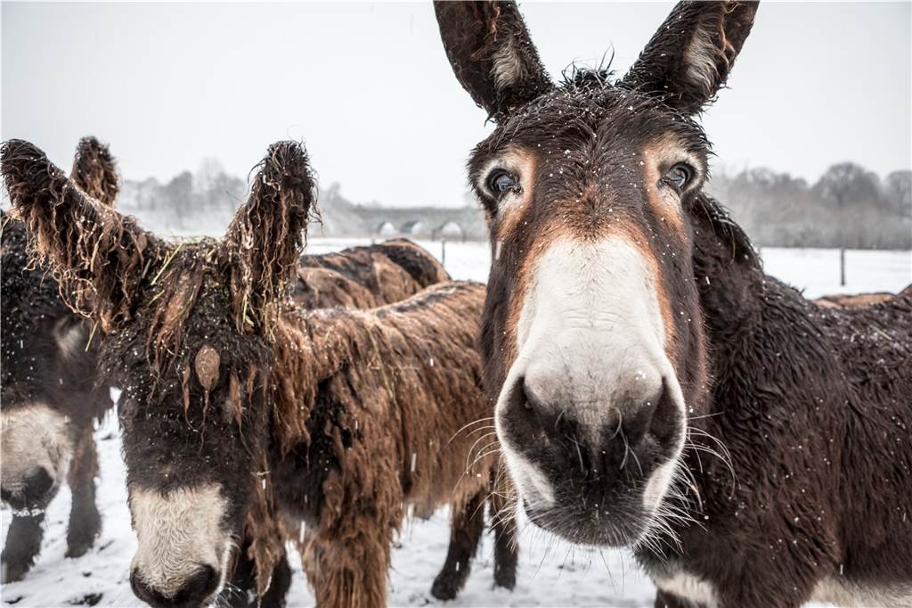 Wenn eine Stadt in Schnee getaucht ist: Das Winterwetter in Olfen