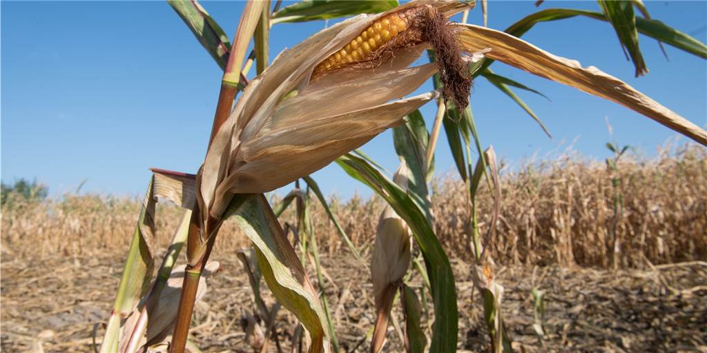 Landwirte warten noch immer auf die Dürrehilfe Landwirte warten noch immer auf die Dürrehilfe