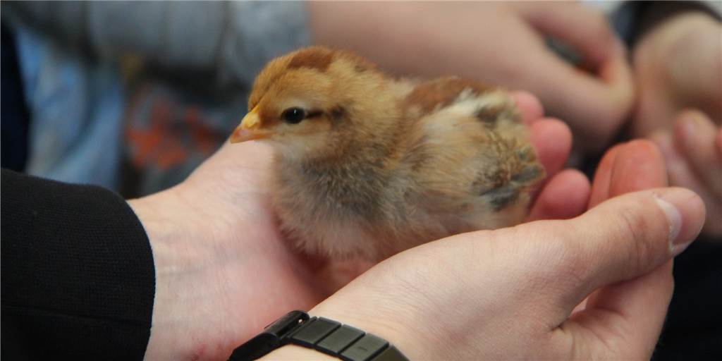 Flauschige Osterfreude: 23 kleine Küken sind im St. Marien Kindergarten geschlüpft Flauschige Osterfreude: 23 kleine Küken sind im St. Marien Kindergarten geschlüpft