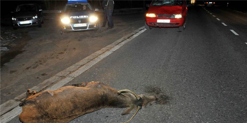 Viele Wildunfälle auf Dorstens Straßen: So verhalten sich Autofahrer richtig Viele Wildunfälle auf Dorstens Straßen: So verhalten sich Autofahrer richtig