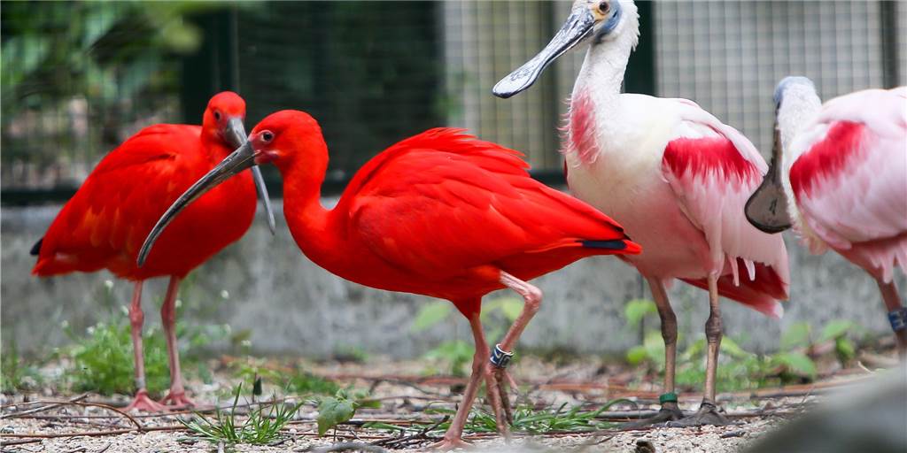 Diese Vögel müssen bestimmte Tiere fressen, um so leuchtend rot zu bleiben Diese Vögel müssen bestimmte Tiere fressen, um so leuchtend rot zu bleiben