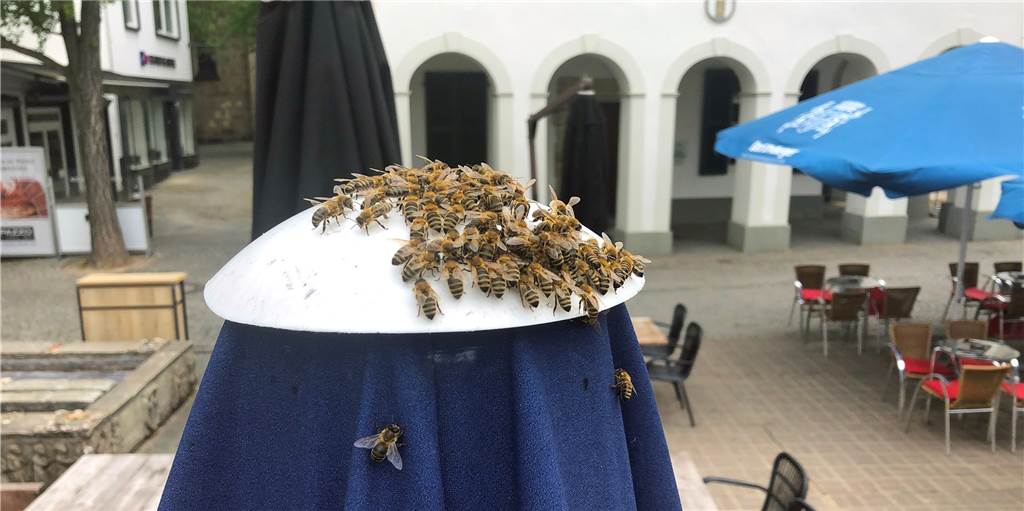 Wem gehören die Bienen vom Dorstener Marktplatz? Wem gehören die Bienen vom Dorstener Marktplatz?