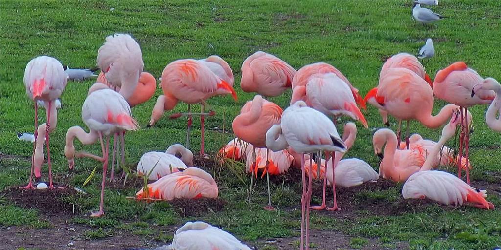 Flamingos in Zwillbrock brüten trotz niedrigem Wasserstand und gehen damit Risiko ein Flamingos in Zwillbrock brüten trotz niedrigem Wasserstand und gehen damit Risiko ein