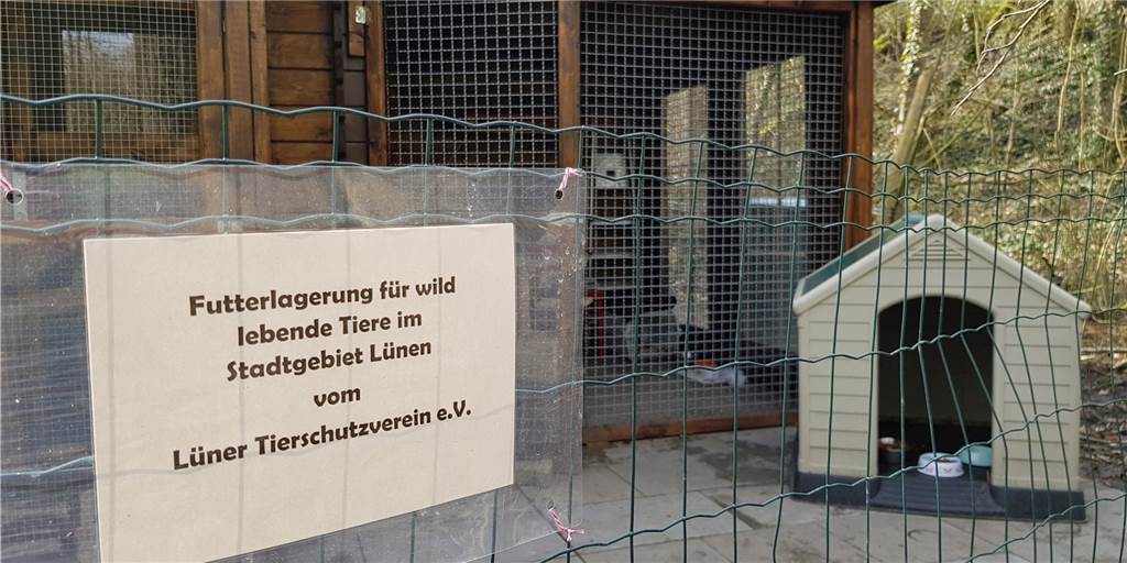 Tierschützer wieder unter Druck: Hütte für Katzen muss verschwinden Tierschützer wieder unter Druck: Hütte für Katzen muss verschwinden