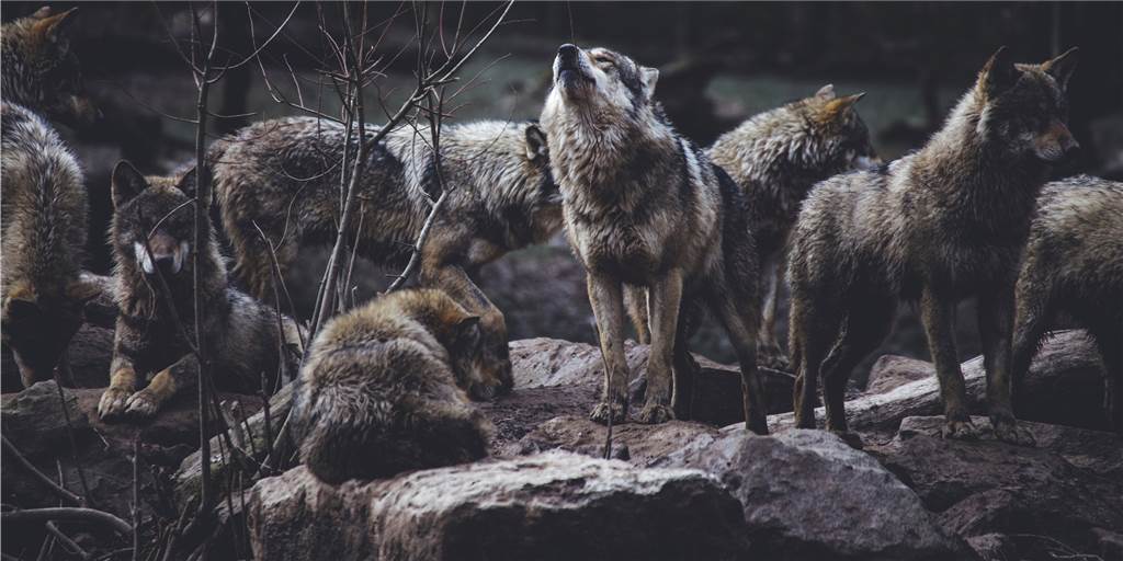 Angeblich Wolf zwischen Herbern und Werne gesichtet: Panikmache oder tatsächliche Rückkehr?