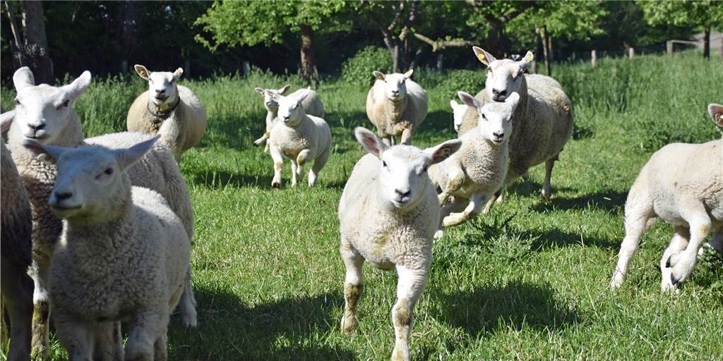 Wolf gesichtet? Ludger Schürkmann sorgt sich – schützt seine Schafe aber trotzdem nicht Wolf gesichtet? Ludger Schürkmann sorgt sich – schützt seine Schafe aber trotzdem nicht