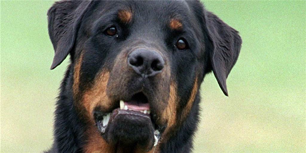 Rottweiler bringt Säuglinge in Gefahr - die Halterin schafft ungewöhnliche Fakten Rottweiler bringt Säuglinge in Gefahr - die Halterin schafft ungewöhnliche Fakten