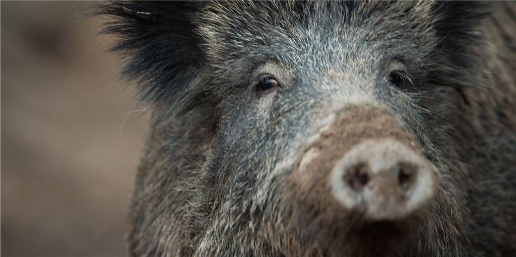 Bauern in Herbern und Umgebung sorgen sich um ihre Schweine Bauern in Herbern und Umgebung sorgen sich um ihre Schweine