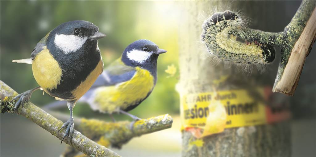 Kampf gegen gefährliche Raupe: Setzt die Gemeinde in der Zukunft auf die Hilfe von Vögeln? Kampf gegen gefährliche Raupe: Setzt die Gemeinde in der Zukunft auf die Hilfe von Vögeln?