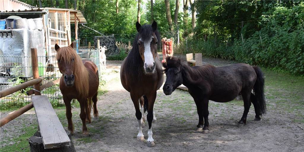 So ist das Leben auf einer Mini-Ranch in Sichtweite der Schnettkerbrücke So ist das Leben auf einer Mini-Ranch in Sichtweite der Schnettkerbrücke