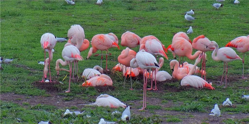 Raubtiere fressen Flamingo-Eier – Verliert Zwillbrock sein Aushängeschild?