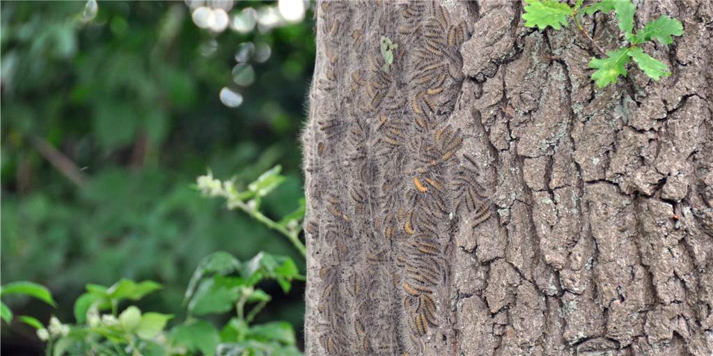 Warnung von Förstern: Wälder wegen der giftigen Raupe nicht betreten Warnung von Förstern: Wälder wegen der giftigen Raupe nicht betreten