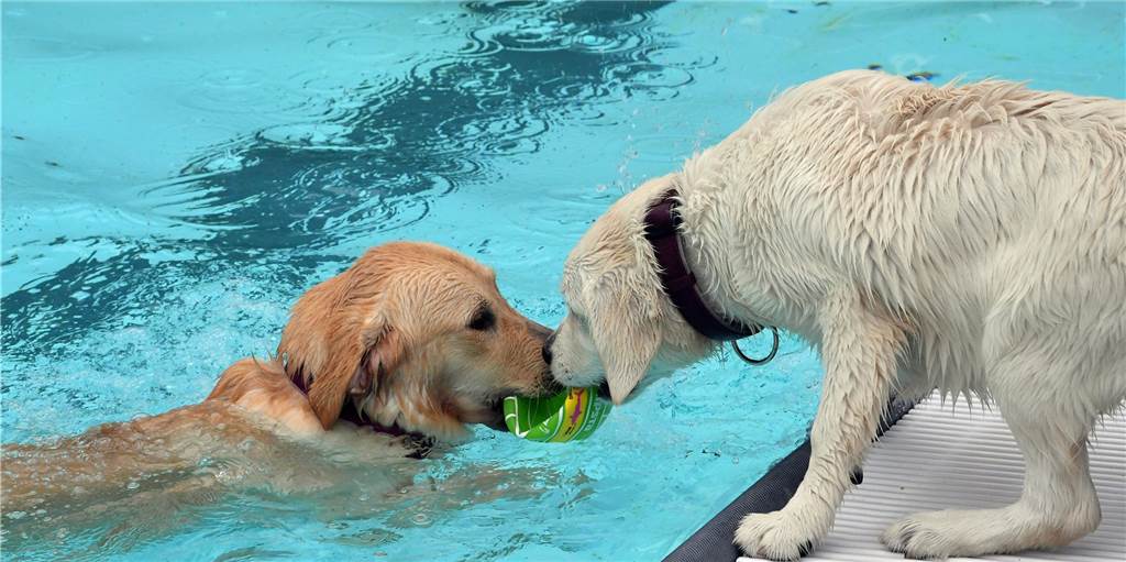Acht Dinge, die ohne Ehrenamt in Brambauer vor die Hunde gehen würden