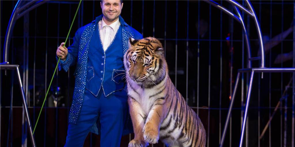 „Moskauer Circus“ mit Tiger-Nummer sagt sein geplantes Gastspiel in Dorsten endgültig ab