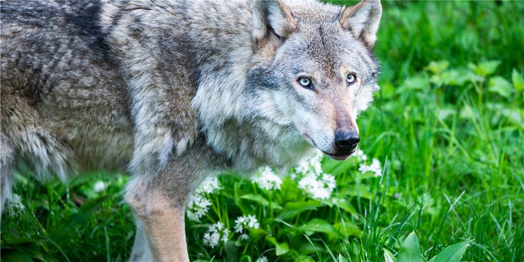 Online-Petition zum Schutz des Wolfes in Schermbeck hat schon mehr als 1800 Unterstützer Online-Petition zum Schutz des Wolfes in Schermbeck hat schon mehr als 1800 Unterstützer