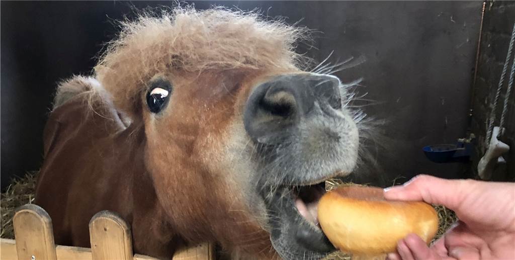 Wer auf Dortmunds wohl kleinstem Schulpferd reiten will, muss warten können Wer auf Dortmunds wohl kleinstem Schulpferd reiten will, muss warten können