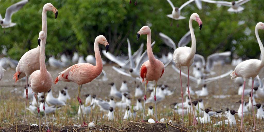 „Burggraben“ soll Flamingoküken im Zwillbrocker Venn schützen „Burggraben“ soll Flamingoküken im Zwillbrocker Venn schützen