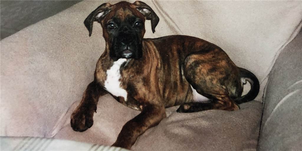 Mit Boxer Eddi ist die Nacht früh vorbei Mit Boxer Eddi ist die Nacht früh vorbei