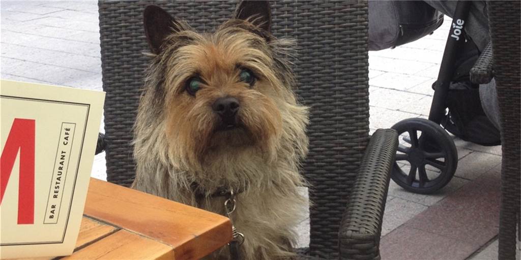 Blind und fröhlich: Terrier Kai Uwe meistert das Leben Blind und fröhlich: Terrier Kai Uwe meistert das Leben