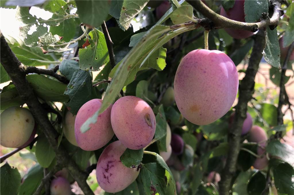 Obst am Wegesrand und im Wald pflücken: darf man das?