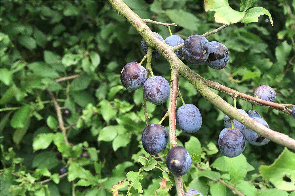 Obst am Wegesrand und im Wald pflücken: darf man das? Obst am Wegesrand und im Wald pflücken: darf man das?
