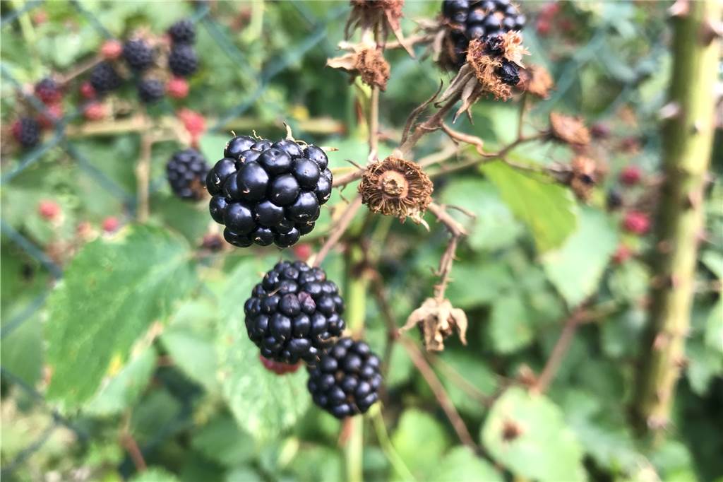 Obst am Wegesrand und im Wald pflücken: darf man das? Obst am Wegesrand und im Wald pflücken: darf man das?